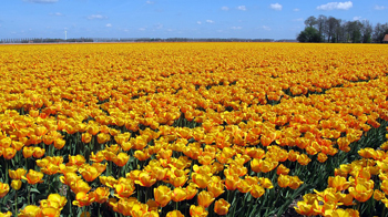 holanda - INEAF